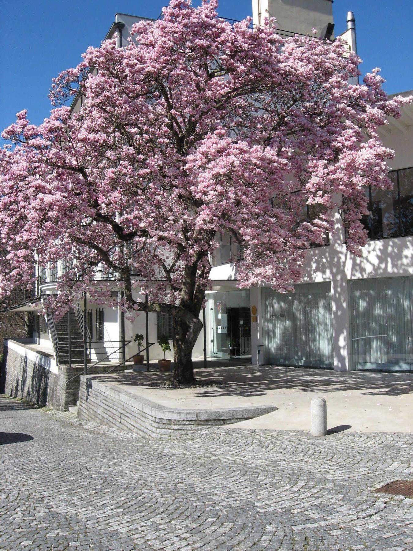 Hotel Monte Verita Ascona Exterior foto